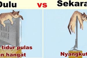 10 Meme lucu kelakuan kucing yang jadi korban teknologi, duh kasihan!