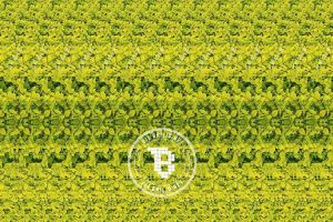 Kamu hebat jika temukan jerapah di gambar ini, kebanyakan orang nyerah