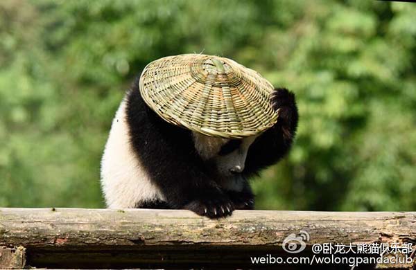 kungfu panda nyata © 2016 brilio.net