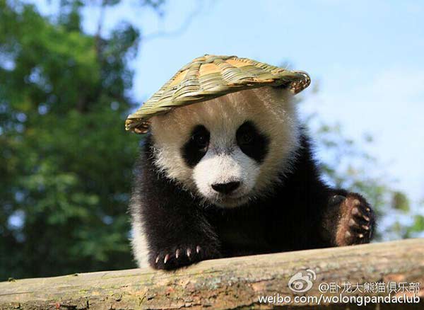 kungfu panda nyata © 2016 brilio.net