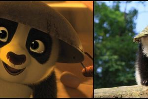 Tak hanya di film, ternyata Po 'Kungfu Panda' ada di dunia nyata