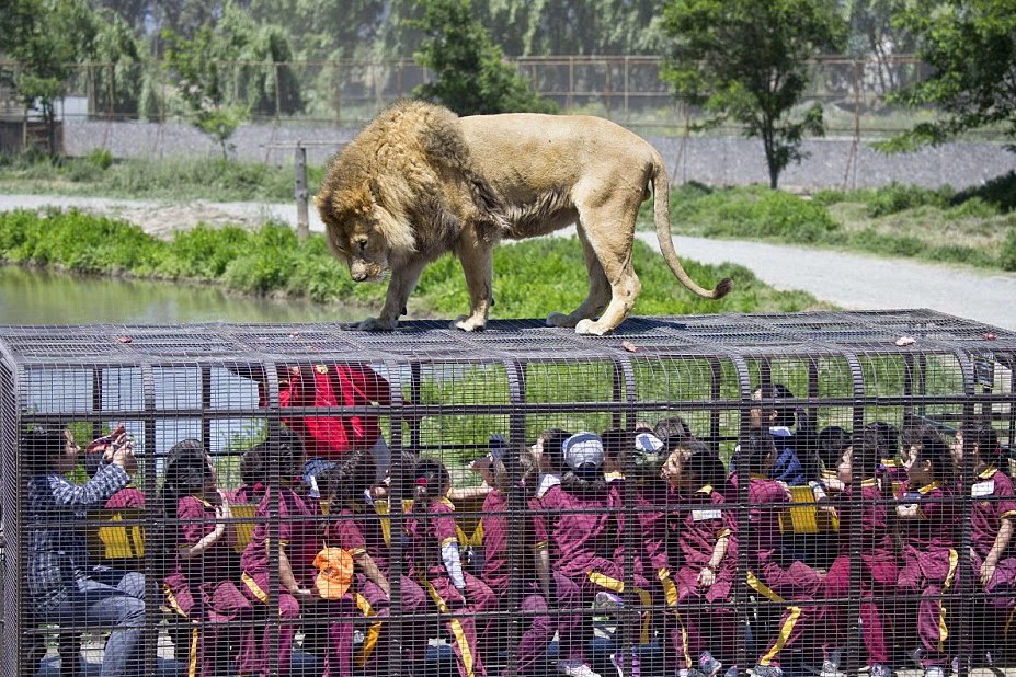Scariest zoo ever: humans in a cage and animals in total freedom