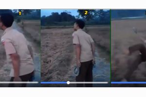 Kabari lulus pada ibu, siswa ini sampai terjatuh ke sawah, lucu...