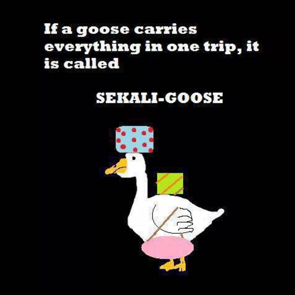 humor goose  © 2016 brilio.net