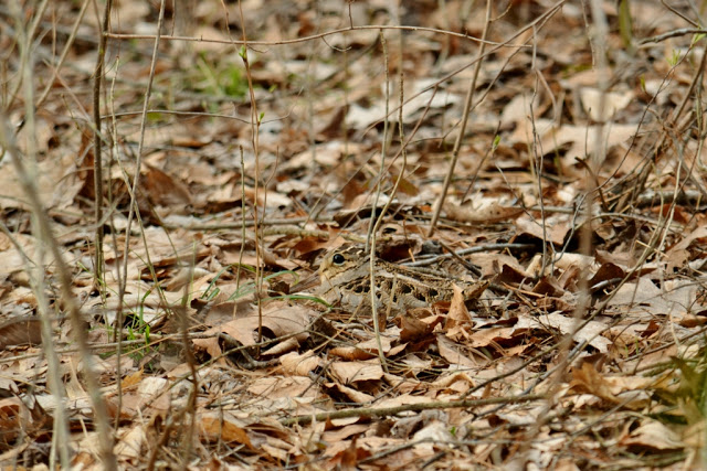 temukan hewan di 13 foto © 2016 brilio.net