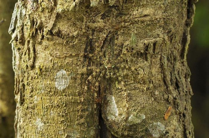 temukan hewan di 13 foto © 2016 brilio.net