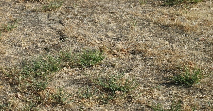 temukan hewan di 13 foto © 2016 brilio.net