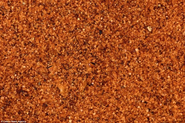 temukan hewan di 13 foto © 2016 brilio.net