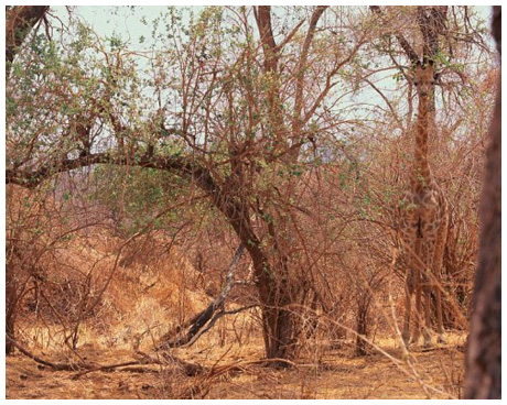 temukan hewan di 13 foto © 2016 brilio.net