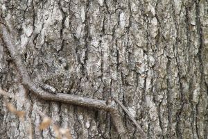 Matamu super tajam jika bisa menemukan hewan di 13 foto ini