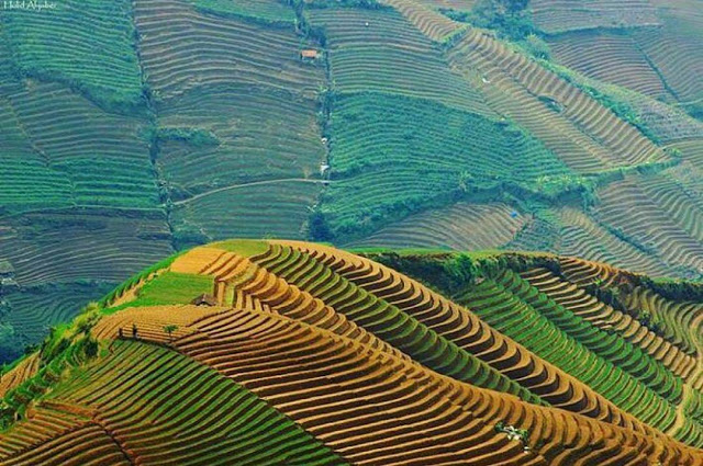 persawahan mengagumkan instagramable © 2016 brilio.net