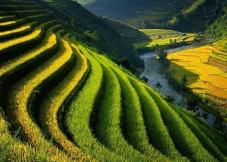 persawahan mengagumkan instagramable © 2016 brilio.net