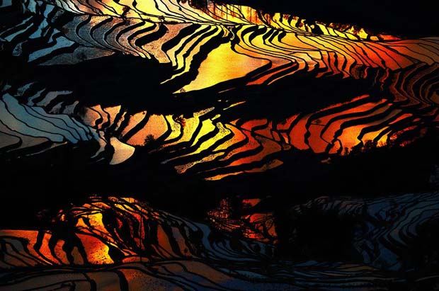 persawahan mengagumkan instagramable © 2016 brilio.net