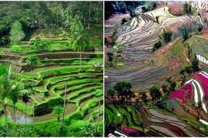 13 Foto persawahan ini indah banget, kamu bakal takjub!