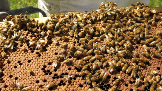 Kuliner - 5 Fakta tak terduga madu, digunakan sebagai alat pembayaran. © 2016 brilio.net