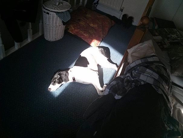 Hewan kedinginan © 2016 brilio.net