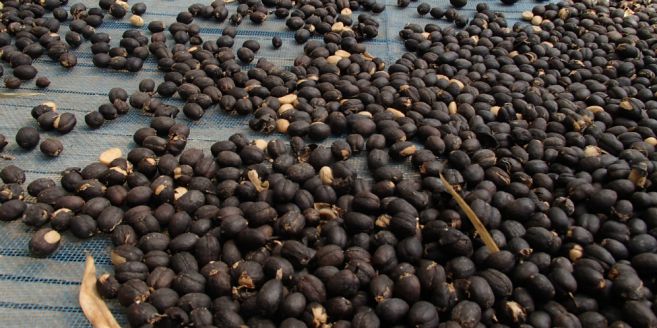 Kuliner - 10 Fakta tak terduga tentang kopi gajah, harganya Rp 14,9 juta perkilogram © 2016 brilio.net