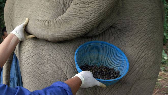 10 Fakta mengagetkan tentang kopi gajah, harganya Rp 14,9 juta/kg