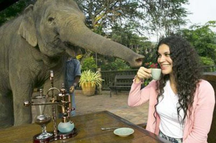 10 Fakta mengagetkan tentang kopi gajah, harganya Rp 14,9 juta/kg