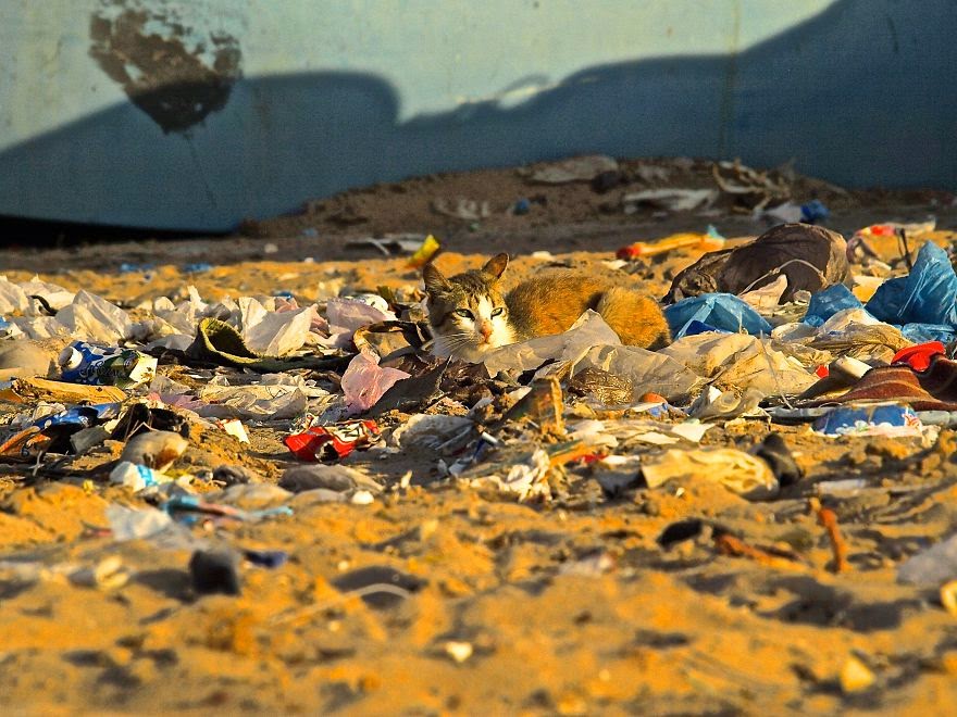 10 Foto buktikan bahwa sampahmu bisa bikin hewan-hewan tersiksa