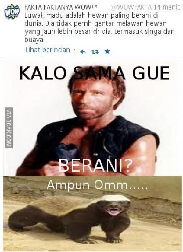 Meme Chuck Norris © 2016 brilio.net Meme Chuck Norris © 2016 brilio.net