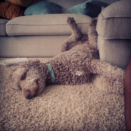 Anjing Pose Tidur © 2016 brilio.net Anjing Pose Tidur © 2016 brilio.net