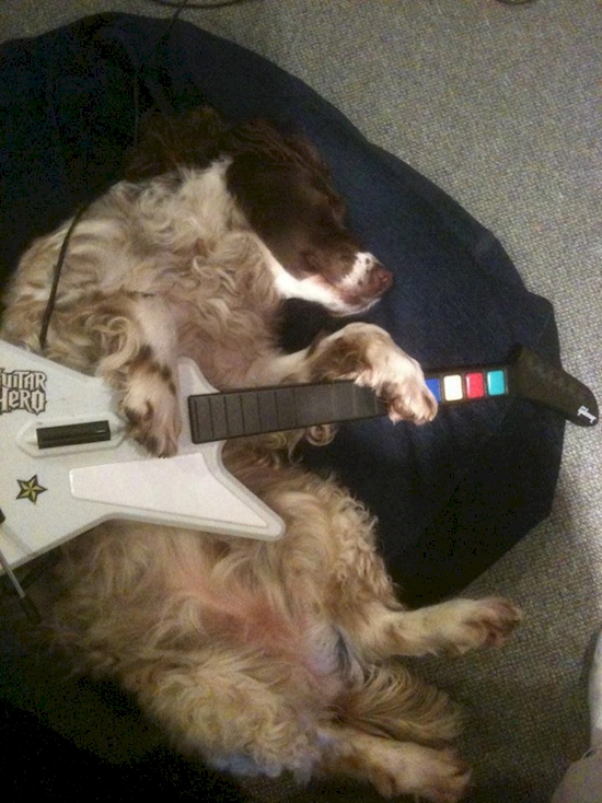 Anjing Pose Tidur © 2016 brilio.net Anjing Pose Tidur © 2016 brilio.net