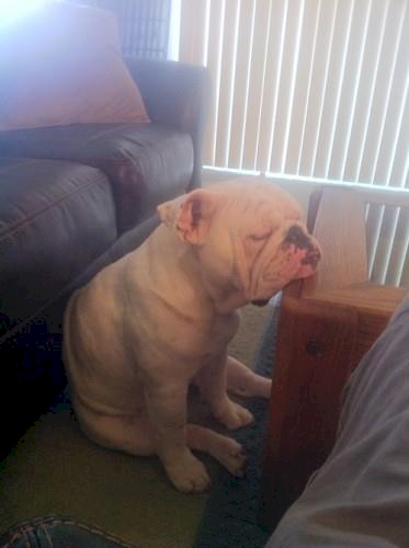 Anjing Pose Tidur © 2016 brilio.net Anjing Pose Tidur © 2016 brilio.net