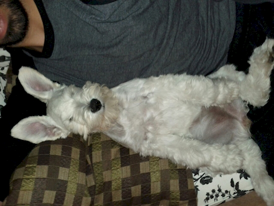 Anjing Pose Tidur © 2016 brilio.net Anjing Pose Tidur © 2016 brilio.net