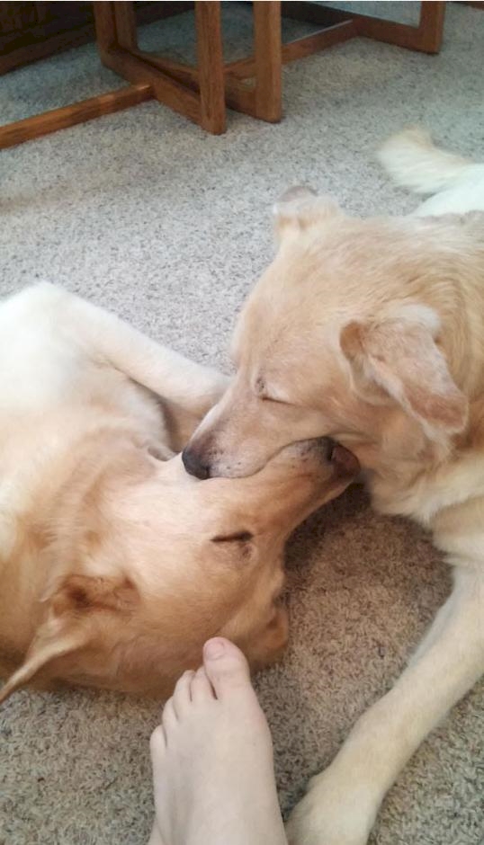 Anjing Pose Tidur © 2016 brilio.net Anjing Pose Tidur © 2016 brilio.net