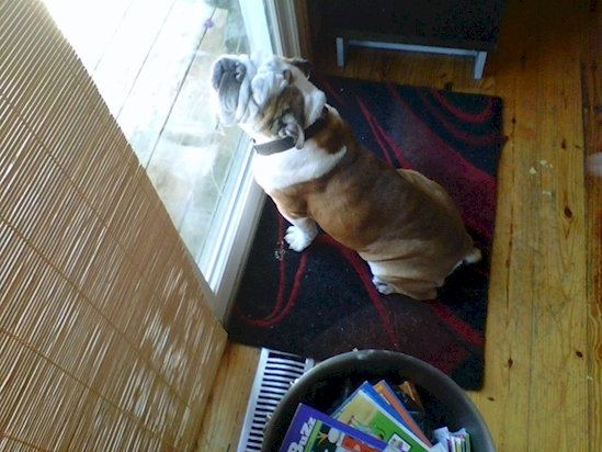 Anjing Pose Tidur © 2016 brilio.net Anjing Pose Tidur © 2016 brilio.net