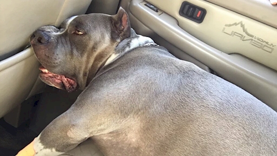 Anjing Pose Tidur © 2016 brilio.net Anjing Pose Tidur © 2016 brilio.net