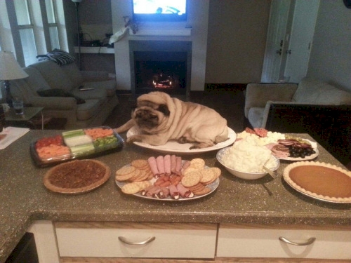 Anjing Pose Tidur © 2016 brilio.net Anjing Pose Tidur © 2016 brilio.net