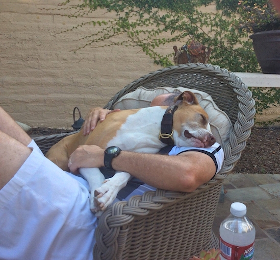 Anjing Pose Tidur © 2016 brilio.net Anjing Pose Tidur © 2016 brilio.net