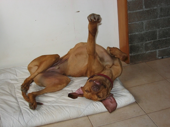 Anjing Pose Tidur © 2016 brilio.net Anjing Pose Tidur © 2016 brilio.net