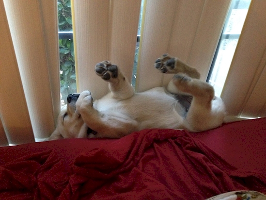 Anjing Pose Tidur © 2016 brilio.net Anjing Pose Tidur © 2016 brilio.net