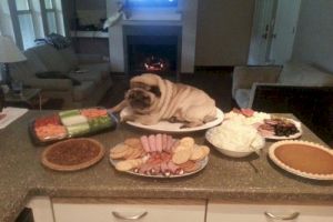 20 Foto ini bukti anjing bisa tidur di mana saja, nempel molor!