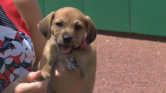 Anjing Daisy © 2016 brilio.net