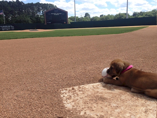 Kenalin Daisy, anjing lucu yang jadi pegawai stadion baseball