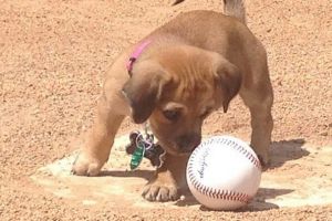 Kenalin Daisy, anjing lucu yang jadi pegawai stadion baseball