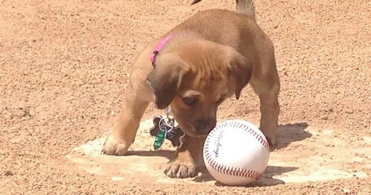 Kenalin Daisy, anjing lucu yang jadi pegawai stadion baseball