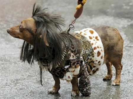 hewan hits syahrini © 2016 brilio.net