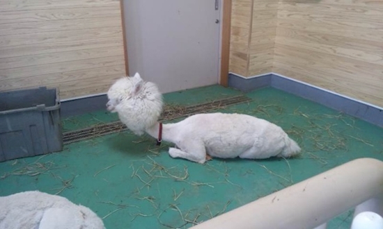 hewan hits syahrini © 2016 brilio.net