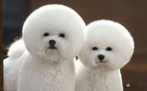 hewan hits syahrini © 2016 brilio.net