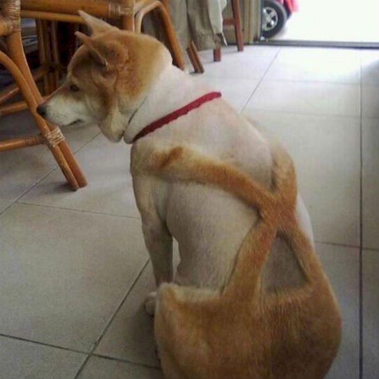 hewan hits syahrini © 2016 brilio.net