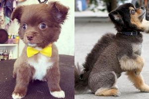 Ini jadinya jika 14 hewan masuk salon, nggak kalah hits dari tuannya! 