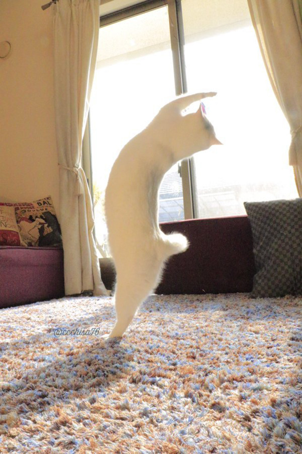 8 Foto aksi kucing asal Jepang menari balet bikin gemes, miaaw! 