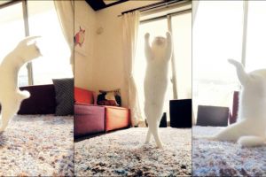 8 Foto aksi kucing asal Jepang menari balet bikin gemes, miaaw! 