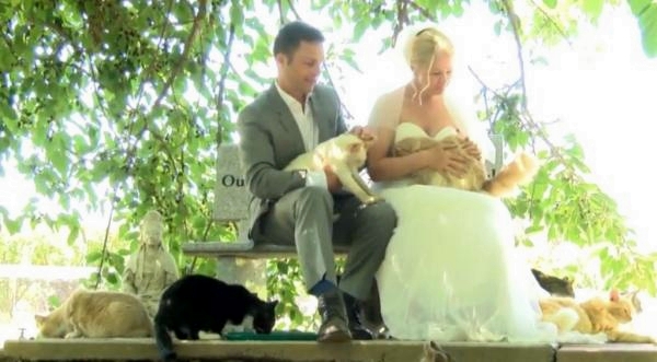 Pasangan ini menikah dan tamunya 1.000 kucing, lho?