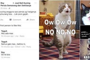 Percakapan pria ingin beli kucing Persia  Rp 50.000 ini kocak banget